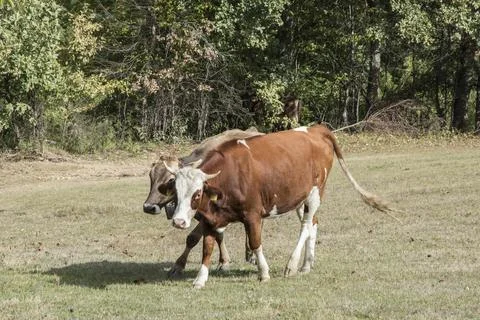Herd of cows Stock Photos