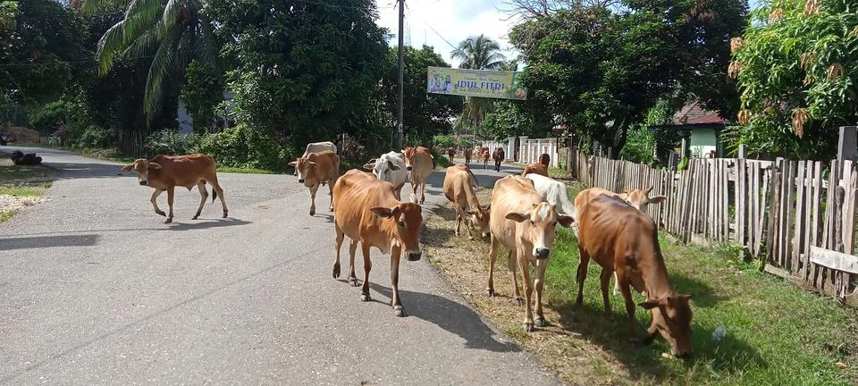 Herd of cows Stock-Fotos
