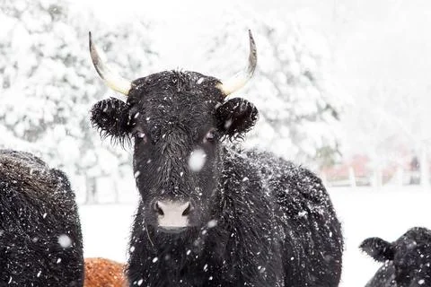 Herd of Cows Stock Photos
