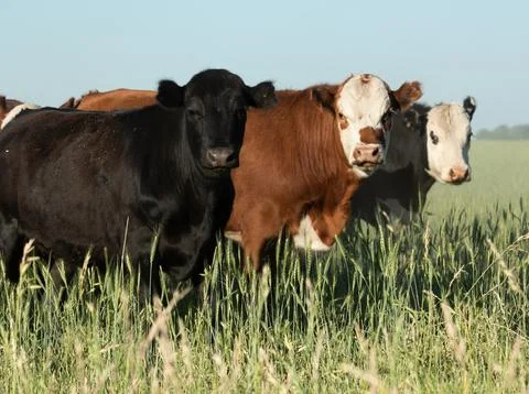 Herd of cows 库存照片