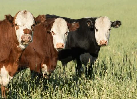 Herd of cows 库存照片