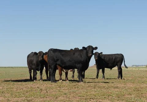 Herd of cows Foto stock