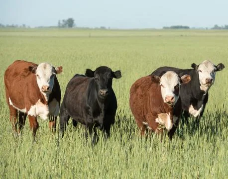 Herd of cows Foto stock
