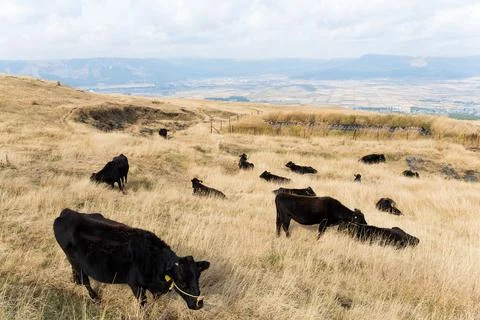 Herd of cows Stock Photos