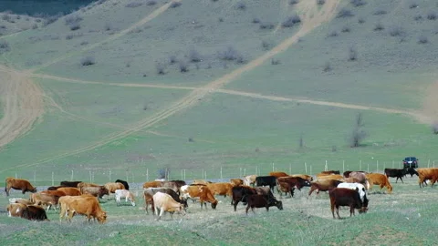 Herd of cows at poor green meadow. Environmental and livestock problems Stock Footage 256987499