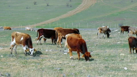 Herd of cows at poor green meadow. Environmental and livestock problems Stock Footage 256987634