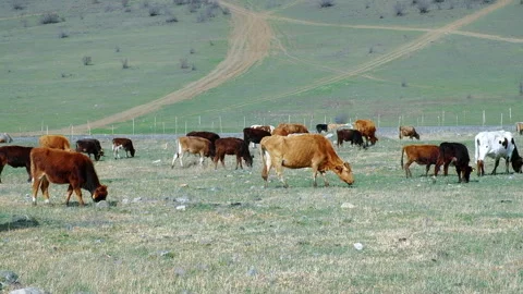 Herd of cows at poor green meadow. Environmental and livestock problems Stock Footage 256987653
