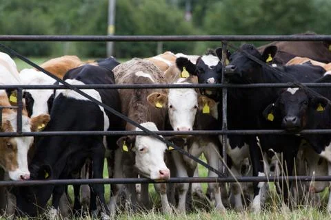 A herd of cows pressed up against gate Foto stock