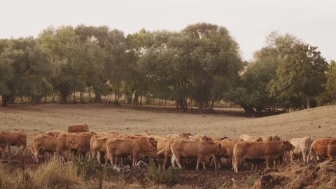 Herd of cows relaxing. Big cattle grass. Ecologically clean milk. Herd of cow Video stock 119030946