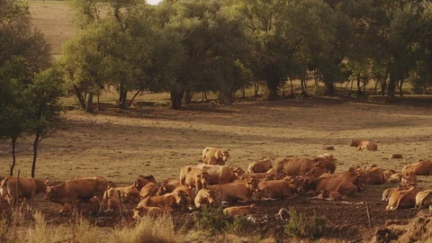 Herd of cows relaxing. Big cattle grass. Ecologically clean milk. Herd of cow Video stock 119034078