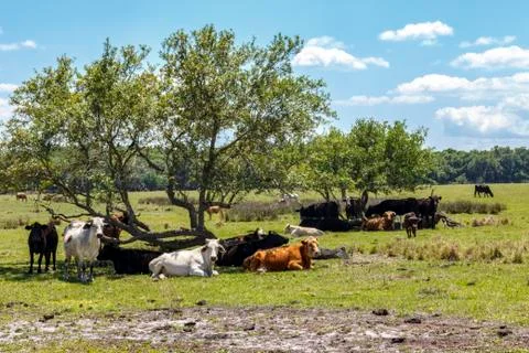 Herd of cows rest in the shade of a tree during the mid day Stock Photos