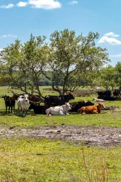 Herd of cows rest in the shade of a tree during the mid day Stock Photos