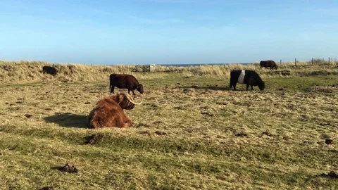 Herd of cows resting and grazing in a pasture 库存影片 73513499
