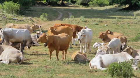 Herd of cows resting and grazing in a sunny meadow Stock Footage 282605357