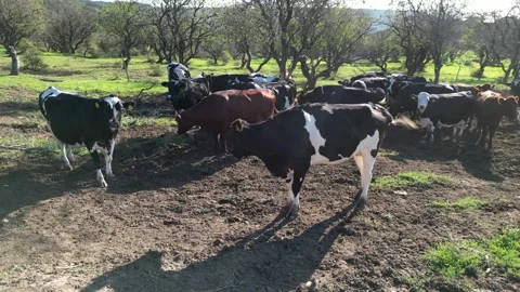A herd of cows resting and grazing on a dirt and grass pasture, surrounded by Stock Footage 288811769