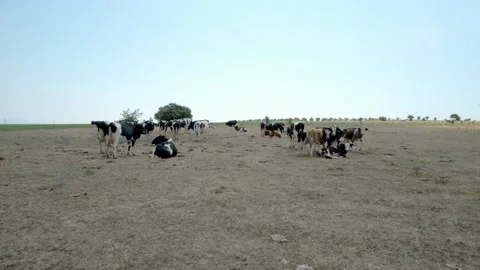 Herd of Cows Resting on a Dry Field Stock Footage 282929531