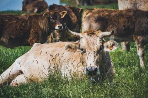 Herd of cows resting in field Stock Photos