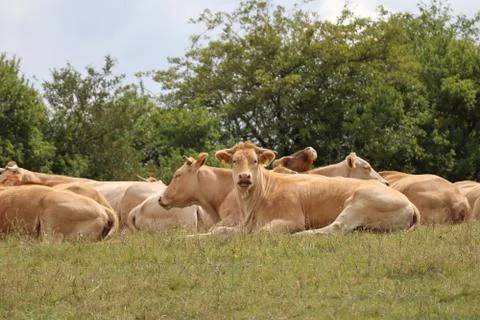 Herd of cows resting on the grass. 写真素材