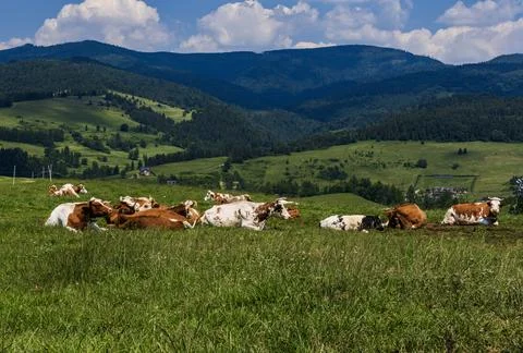 Herd of Cows Resting on Green Mountain Meadow Under Summer Clouds Stockfoto's