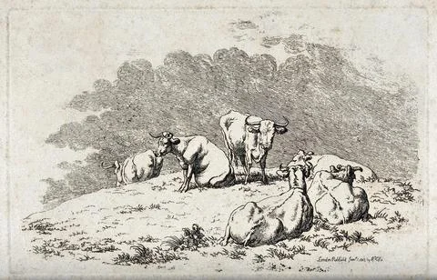 A herd of cows resting on a meadow. Etching. Ilustración de archivo