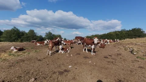 Herd of Cows Resting on a Mountain Pasture Under a Blue Sky with Clouds Stock-Footage 343842746