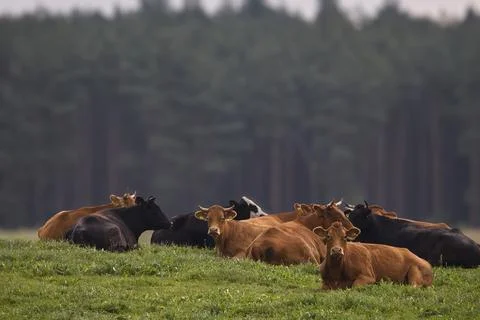 Herd of cows resting peacefully on a grassy hill with a forest background Stock Photos