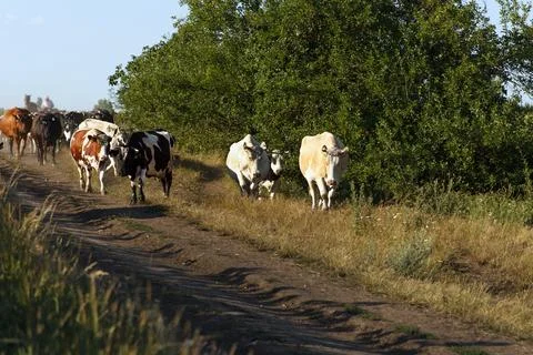 A herd of cows return home from pasture under supervision of shepherds. Cow.. Stock Photos