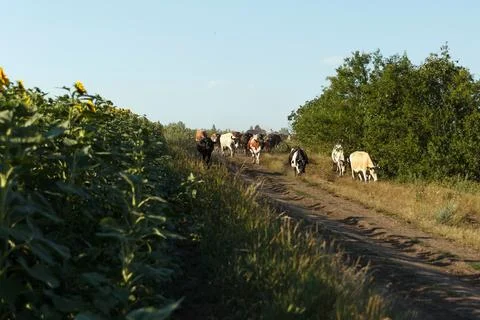 A herd of cows return home from pasture under supervision of shepherds. Cow.. Stock Photos