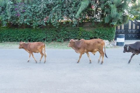 Herd of cows returning alone to the barn on a street Stock Photos