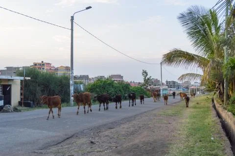 Herd of cows returning alone to the barn on a street Stock Photos