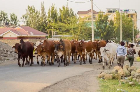 Herd of cows returning alone to the barn Stock Photos