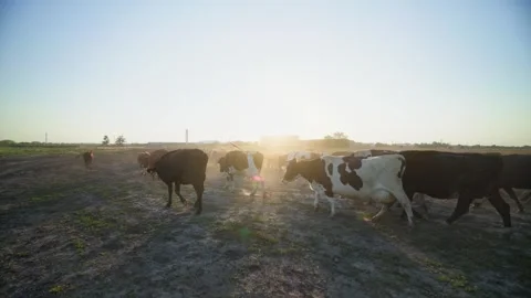 Herd of Cows Returning Home From Pasture at Sunset Stock Footage 343781465