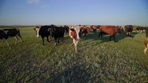 Herd of cows returning from pasture in the evening light.  Видео 308971286