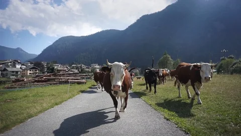 Herd of cows returning to the stable in the mountains slowmotion Stock Footage 117856536