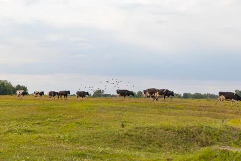 A herd of cows returns in the evening to the farm, across the field Stock Photos