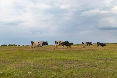 A herd of cows returns in the evening to the farm, across the field Stock Photos