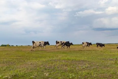 A herd of cows returns in the evening to the farm, across the field Stock Photos