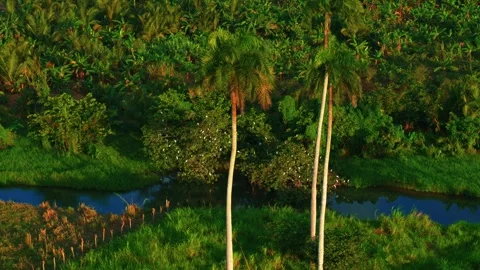 A herd of cows by the river on an evening summer green field, top view. Stock Footage 265834972