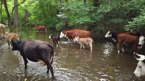 A herd of cows in a river Stock Footage 136053949
