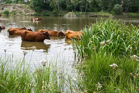 Herd of cows in the river 写真素材