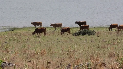 A herd of cows on a  riverside Stock Footage 107608955