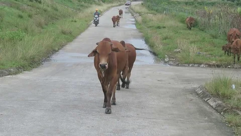 Herd of cows on the road, Asia Stock Footage 70371933