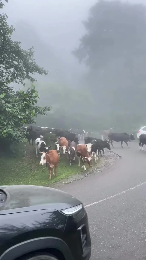 Herd of Cows on Roadside in Heavy Mountain Fog Stock Footage 339880693