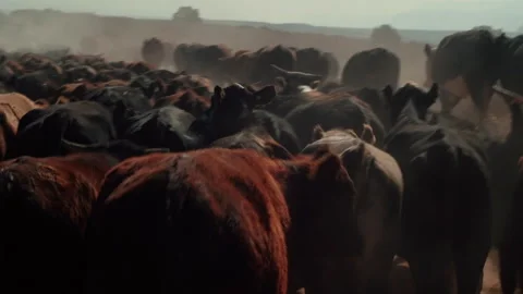 Herd of cows roaming freely in the vast desert landscape at sunset Stock Footage 321378701