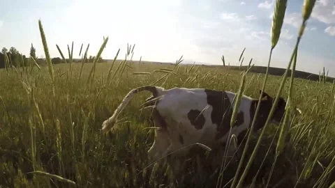 Herd of cows roaming in nature and a healthy baby cow making their droppingsherd Stock Footage