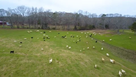 Herd of Cows Running Stock Footage 124299292