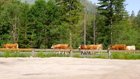 A herd of cows running over the streets in the alpes during summer Stock-Footage 157318654
