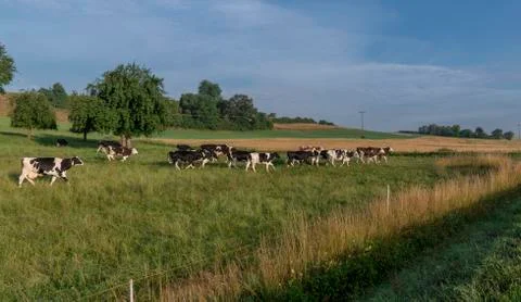 Herd of cows running on pasture Stock Photos