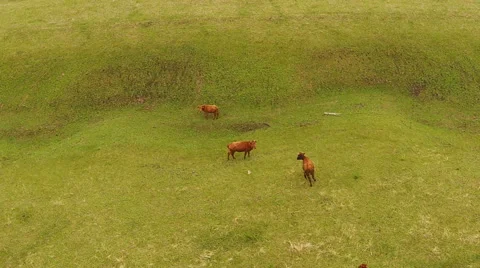 Herd of cows running through a field Stockbeeldmateriaal 62642398