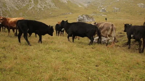 A herd of cows running through the meadow, steadicam shot, slow motion. Stock Footage 97765999
